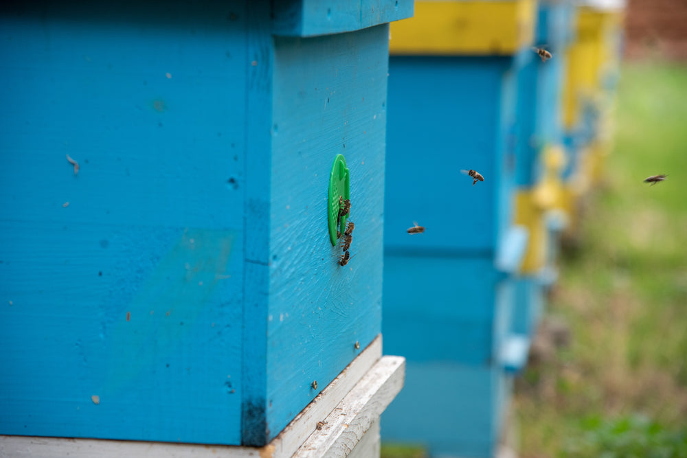 How Many Bees Does It Take to Make a Jar of Honey?