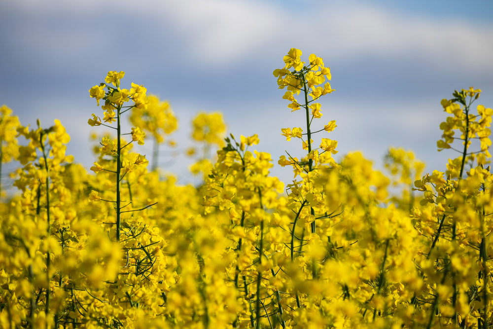 Natural Rapeseed Honey by Big Buzz Orchestra. Image of Rapeseed field of flowers for Big Buzz Orchestra page Flavors.